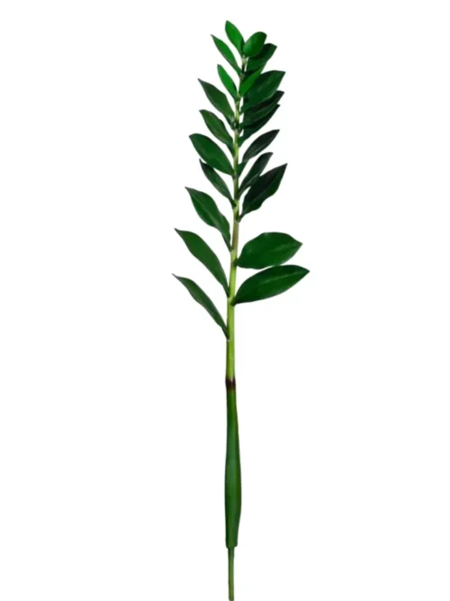 ZANZIBAR PETITE, PLANTA ARTIFICIAL