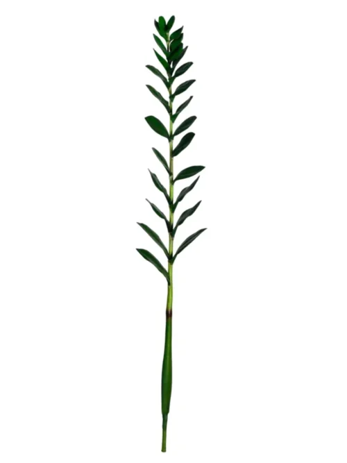 ZANZIBAR GRAND, PLANTA ARTIFICIAL
