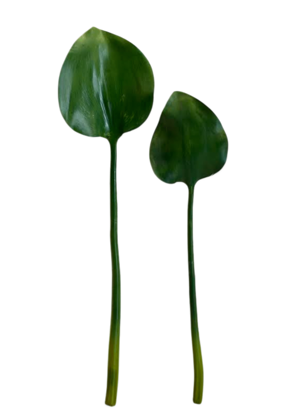LOTUS GRAND, PLANTA ARTIFICIAL - Image 2