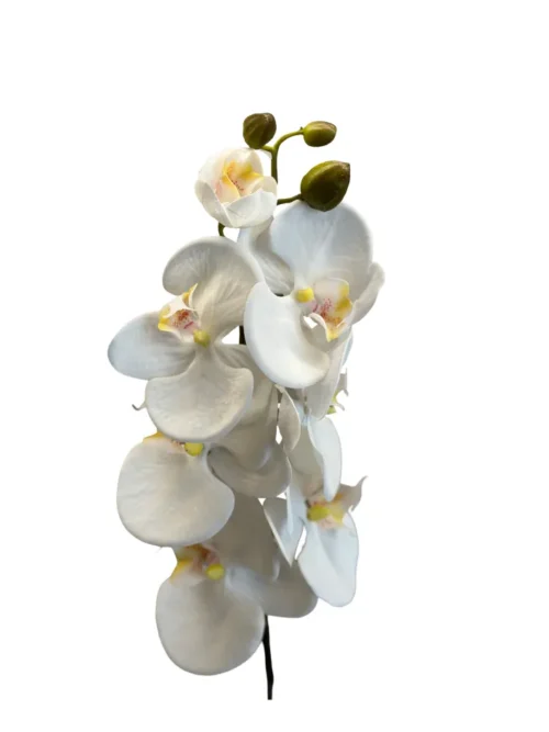ORQUÍDEA BRANCA