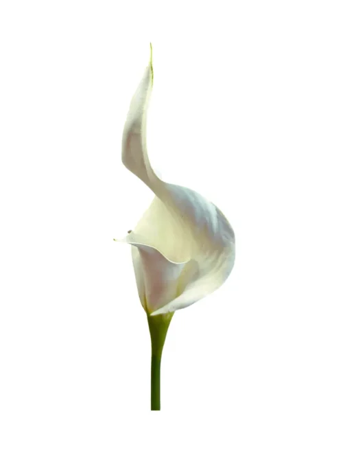 JARROS PETIT, FLOR ARTIFICIAL