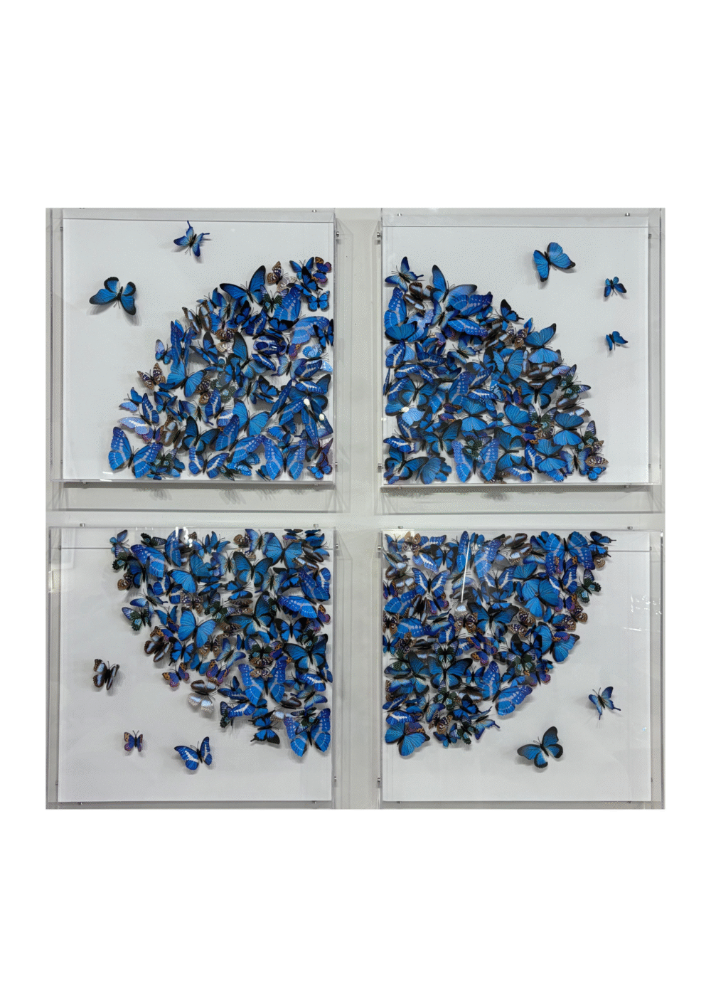 BLOOM, CONJUNTO 4 QUADROS COM BORBOLETAS EM 3D 129X129 CM